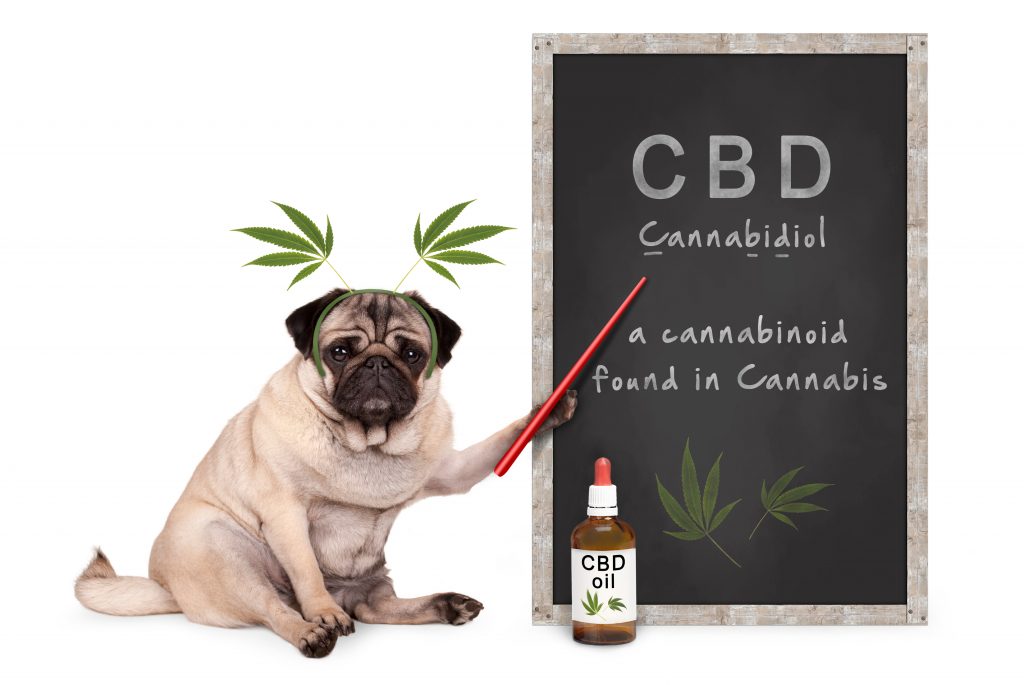 CBD for your pet dog